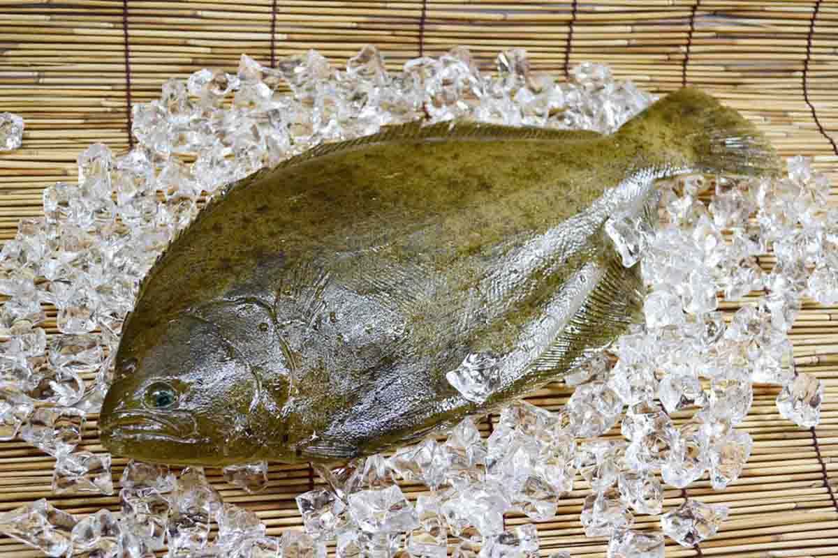 吃了会让人上瘾的鸦片鱼营养价值有哪些呢?